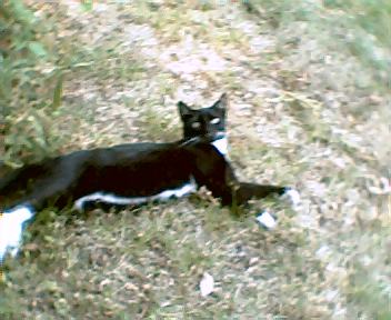 White Paw