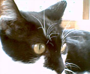 Petunia